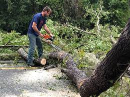 How Our Tree Care Process Works  in  Sunset, LA